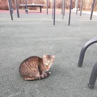 Calisthenics Park at улица Академика Пилюгина, Москва #wp1846 - thumbnail 4