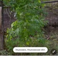 Calisthenics Park at Новосондецкий бульвар, Ульяновск - thumbnail 2
