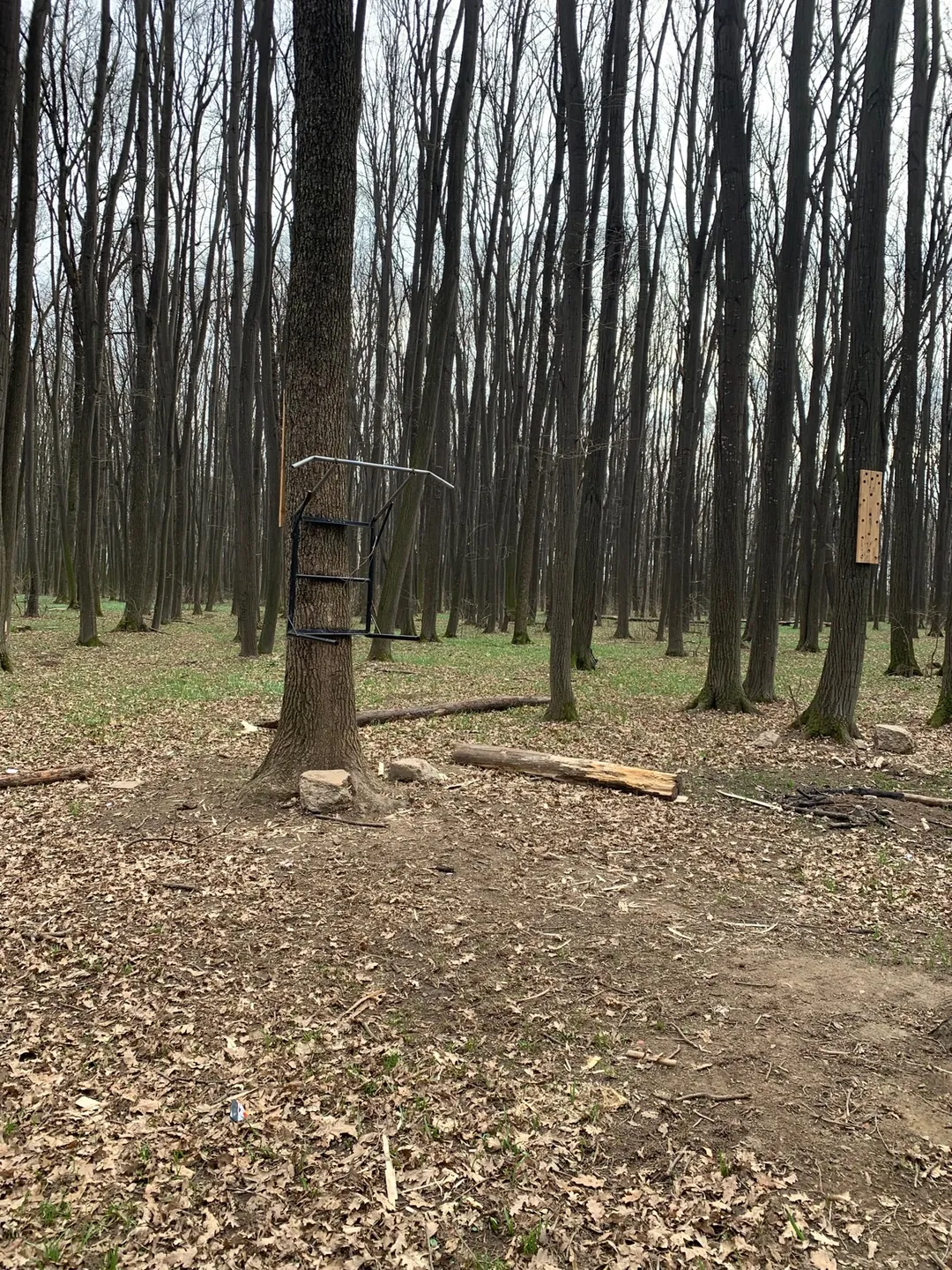 Barre de traction à Calisthenics Park at Strada Matei Millo, Voluntari – photo 1 sur 2