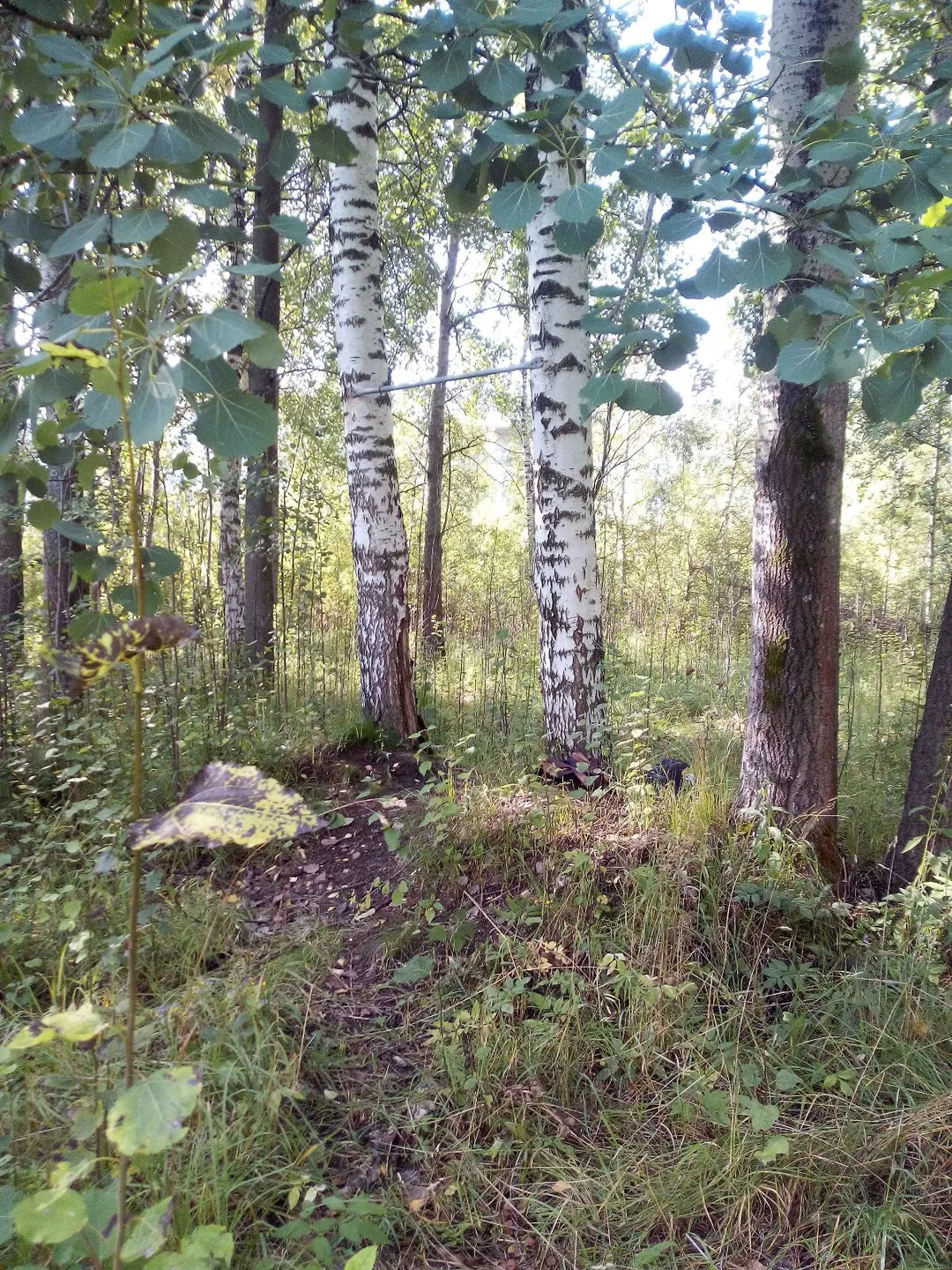 Sbarra per trazioni presso Calisthenics Park at Университетский проспект, Петергоф #wp3192 – foto 1 di 1