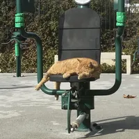 Outdoor Gym in 2η Κοινότητα Καλλιθέας, Δήμος Καλλιθέας - thumbnail 9